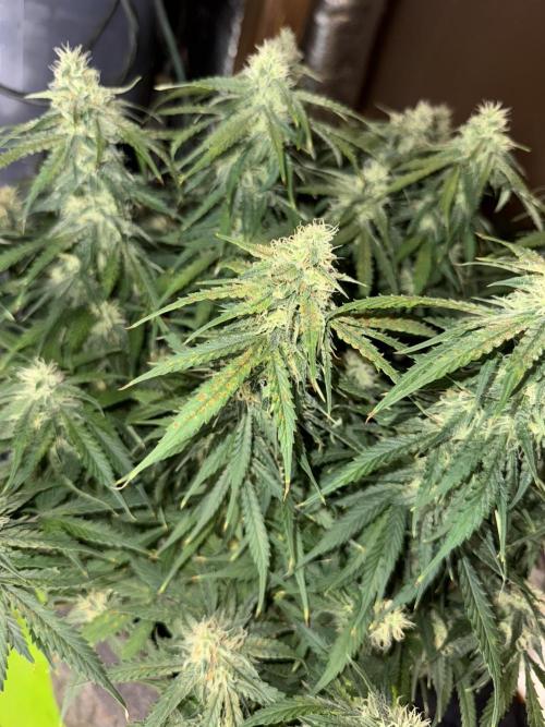 Orange Sherbet Auto!. Week 8