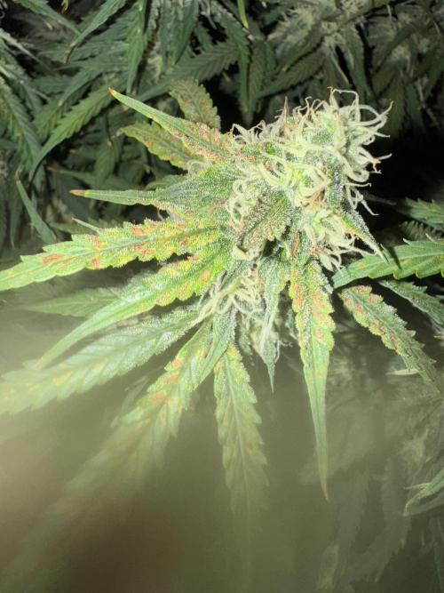 Orange Sherbet Auto!. Week 8