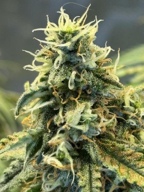 Orange Sherbet Auto!. Week 11