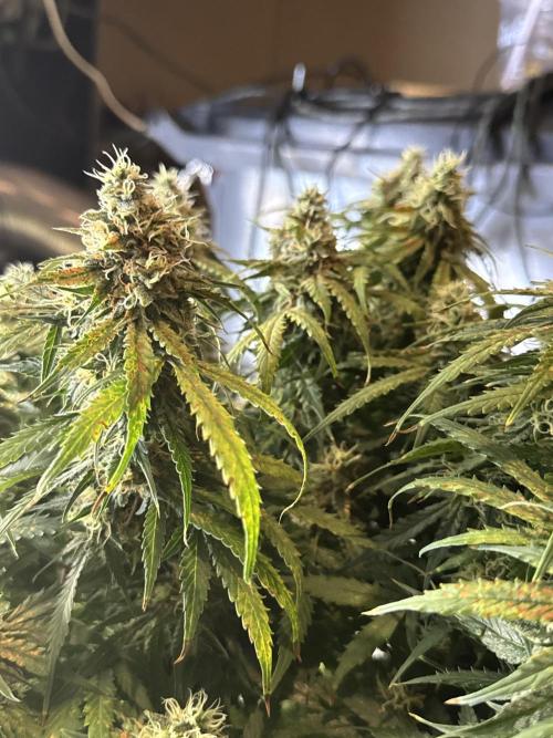 Orange Sherbet Auto!. Week 11
