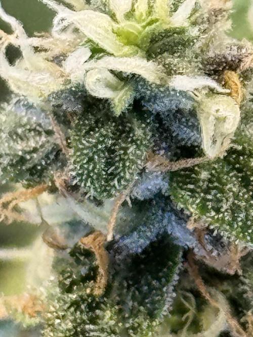 Orange Sherbet Auto!. Week 11