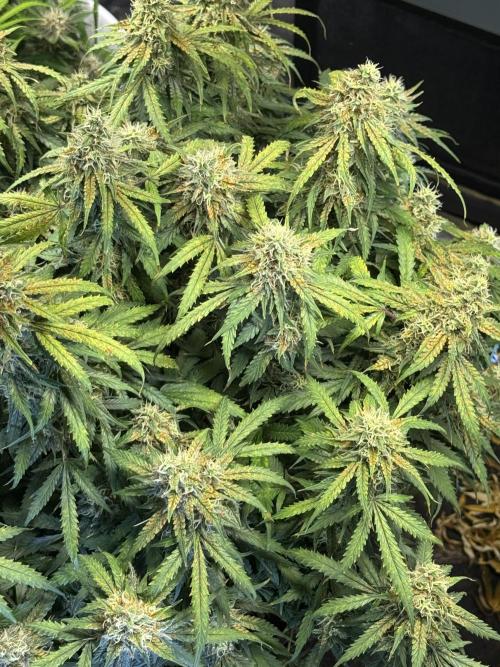 Orange Sherbet Auto!. Week 11