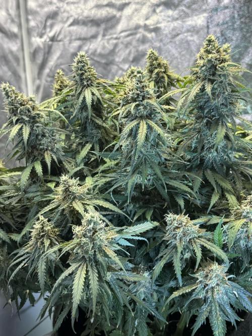 Orange Sherbet Auto!. Week 11