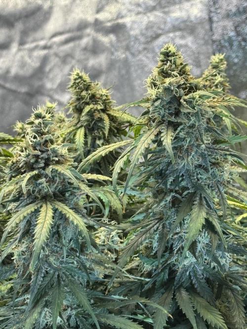 Orange Sherbet Auto!. Week 11