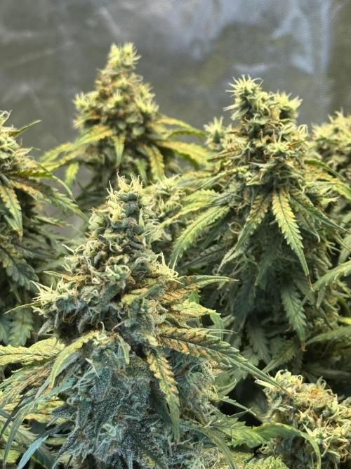 Orange Sherbet Auto!. Week 11