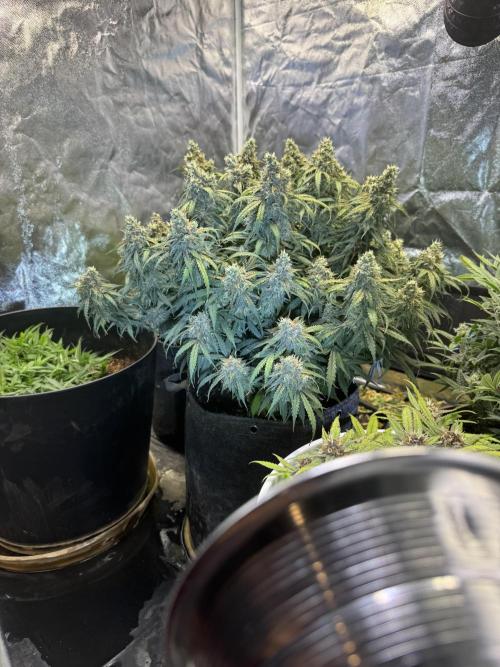 Orange Sherbet Auto!. Week 11