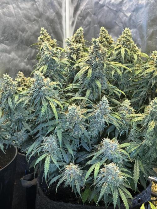 Orange Sherbet Auto!. Week 11