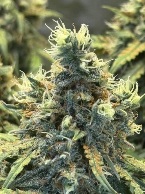 Orange Sherbet Auto!. Week 11