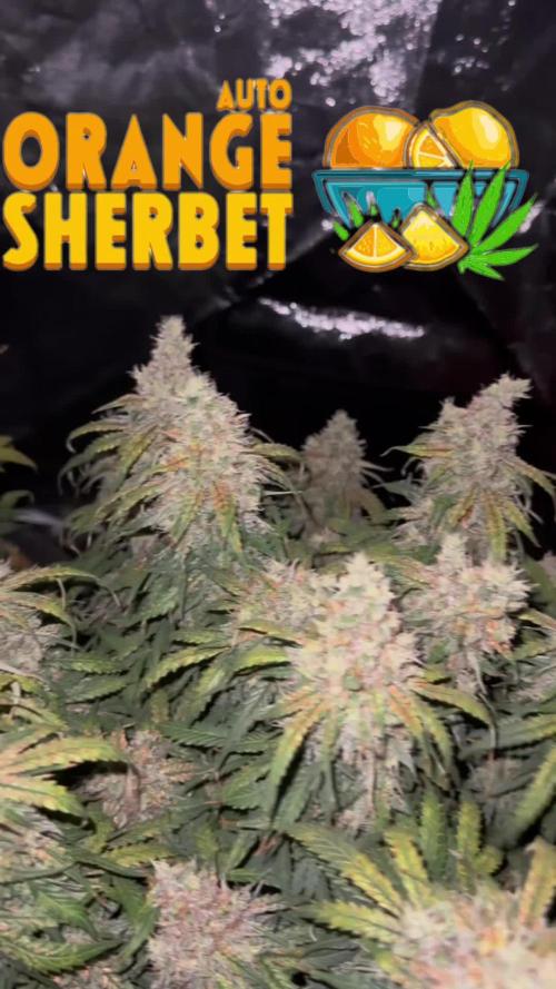 Orange Sherbet Auto!