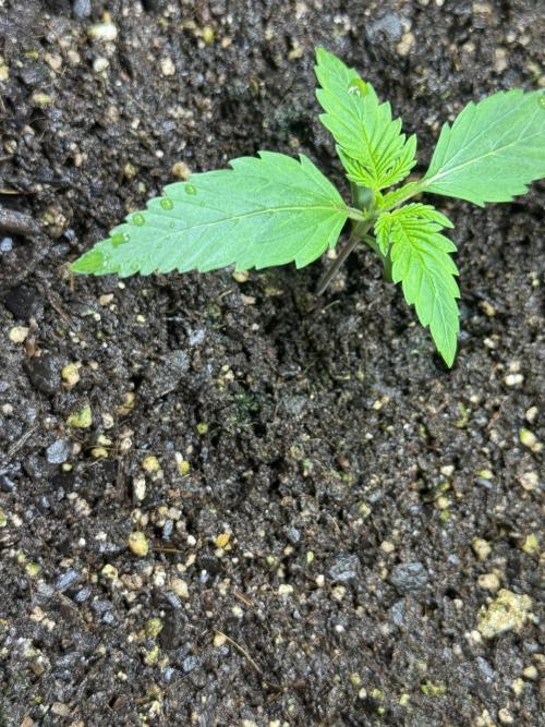 Orange Sherbet Auto!. Week 2 - Sour Jealousy