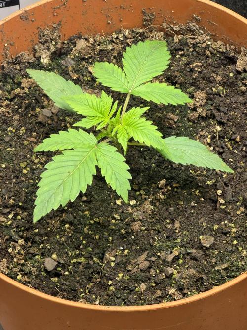 Orange Sherbet Auto!. Week 2 - Sour Jealousy 