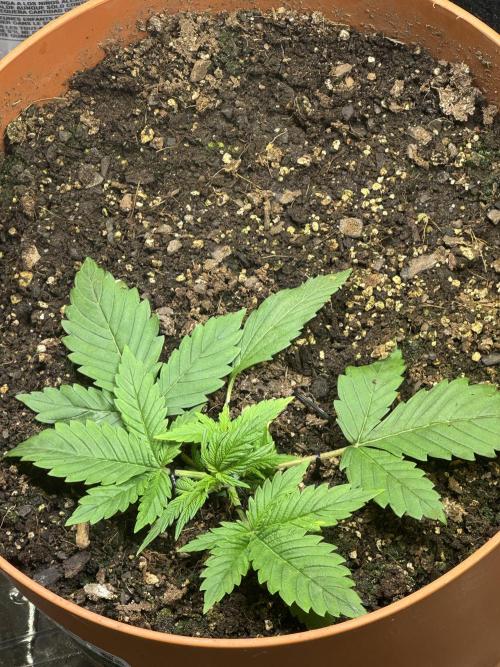 Orange Sherbet Auto!. Week 3 - Sour Jealousy
