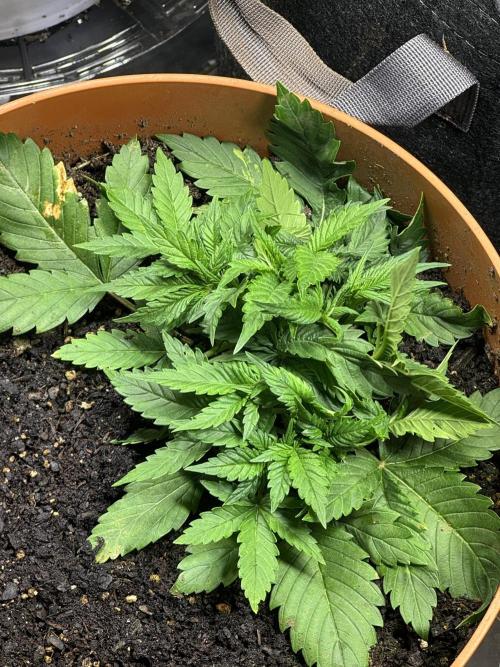 Orange Sherbet Auto!. Week 5 - Sour Jealousy 
