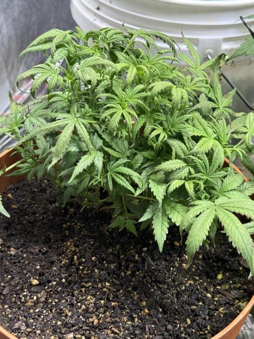 Orange Sherbet Auto!. Week 6 - Didn’t have proper drainage and absolutely cooked my poor girl