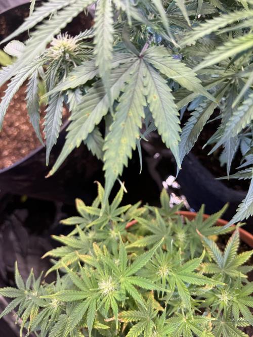 Orange Sherbet Auto!. Week 8 - Sour Jealousy