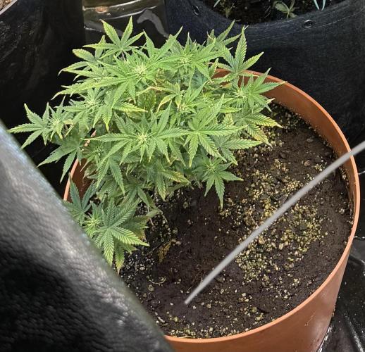 Orange Sherbet Auto!. Week 8 - Sour Jealousy