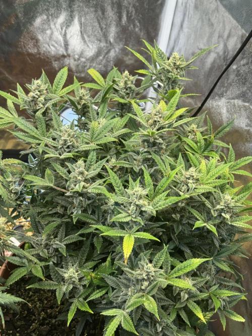 Orange Sherbet Auto!. Week 11