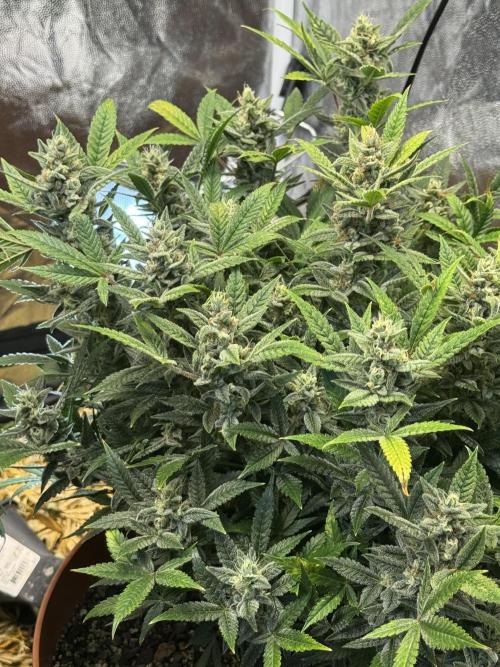 Orange Sherbet Auto!. Week 11