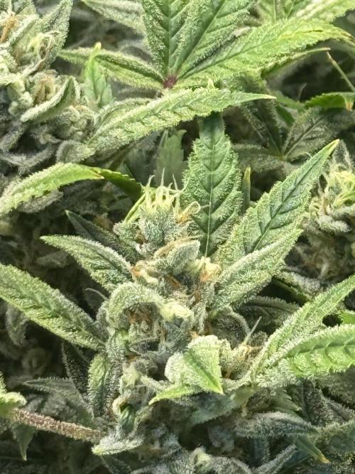 Orange Sherbet Auto!. Week 11
