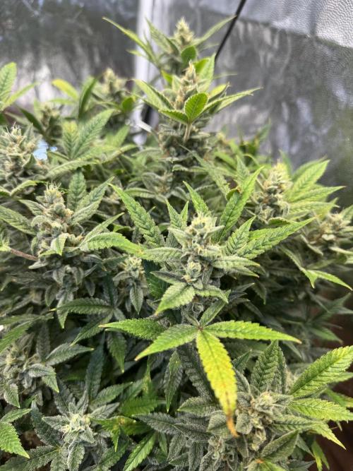 Orange Sherbet Auto!. Week 11