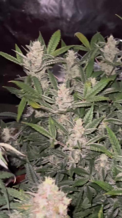 Orange Sherbet Auto!