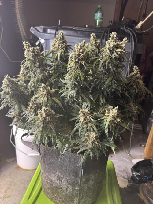 Orange Sherbet Auto!. Week 12