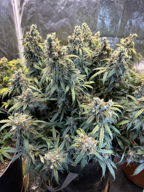 Orange Sherbet Auto!. Week 12