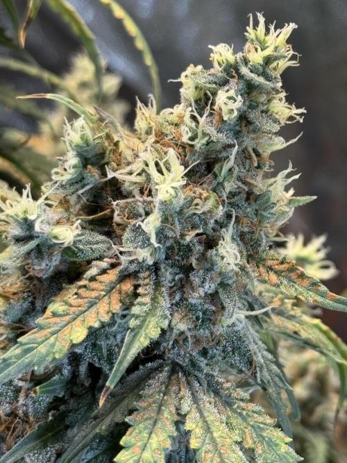 Orange Sherbet Auto!. Week 12