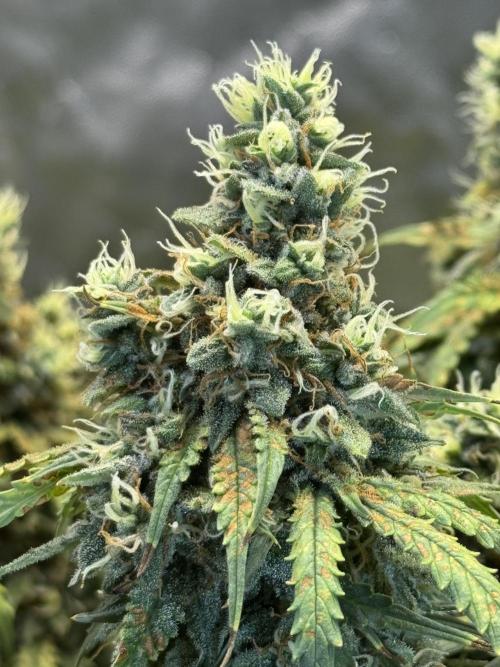 Orange Sherbet Auto!. Week 12