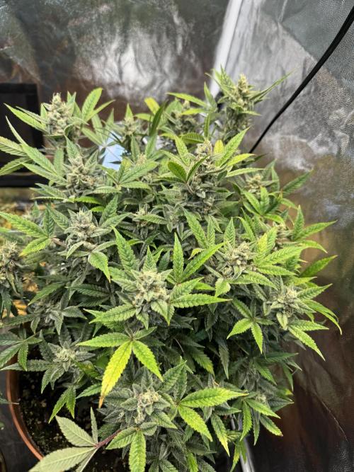 Orange Sherbet Auto!. Week 12