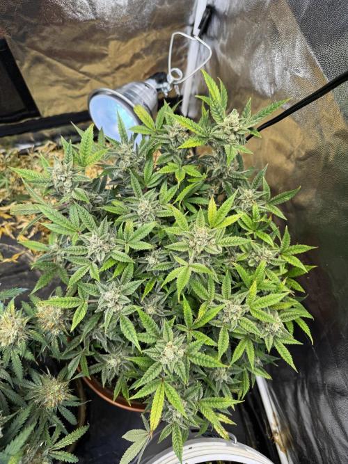 Orange Sherbet Auto!. Week 12