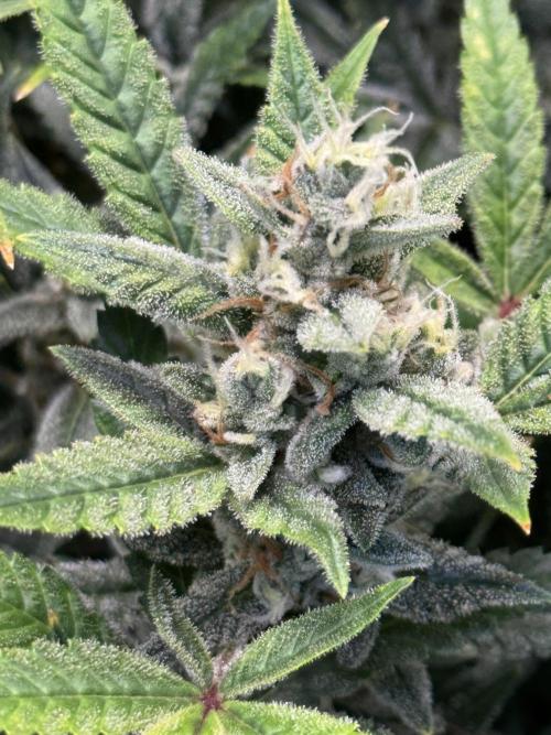Orange Sherbet Auto!. Week 12
