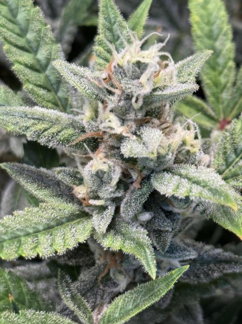Orange Sherbet Auto!. Week 12