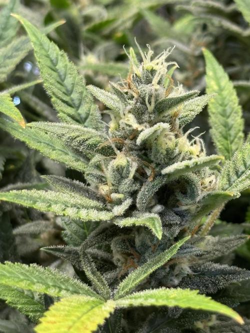 Orange Sherbet Auto!. Week 12