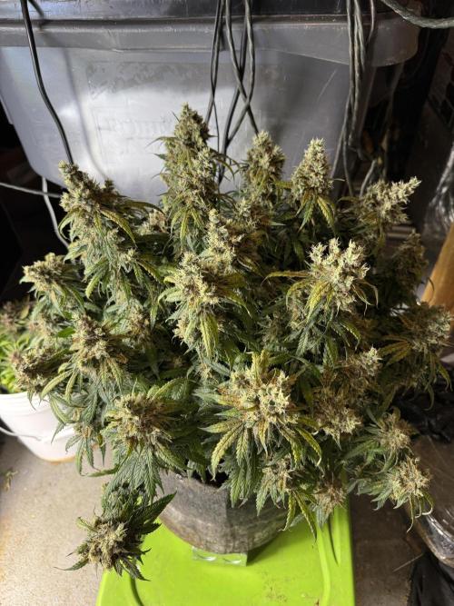 Orange Sherbet Auto!. Week 13