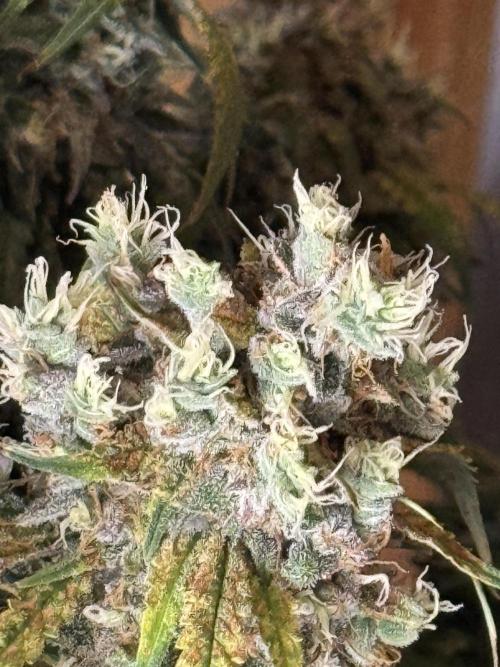 Orange Sherbet Auto!. Week 13