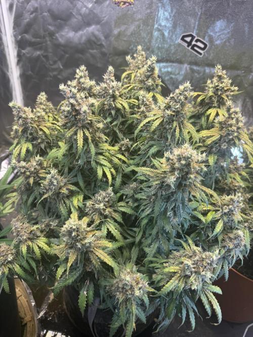 Orange Sherbet Auto!. Week 13