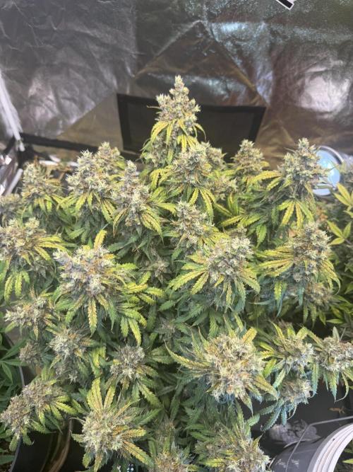 Orange Sherbet Auto!. Week 13