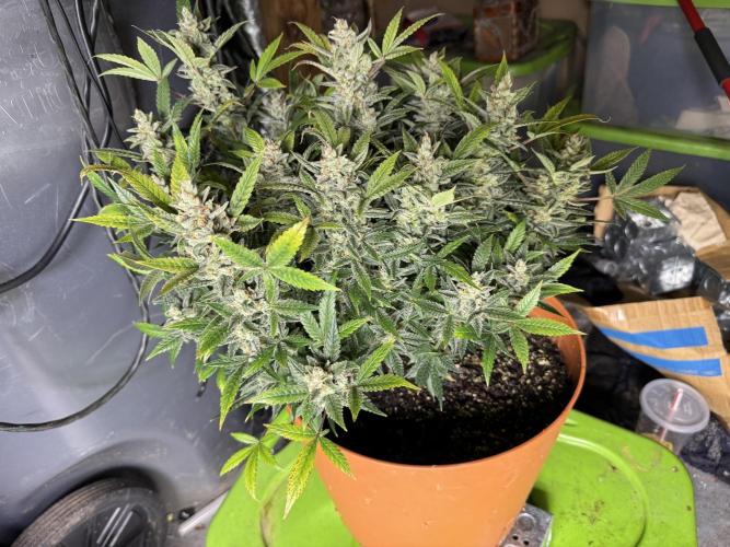 Orange Sherbet Auto!. Week 13
