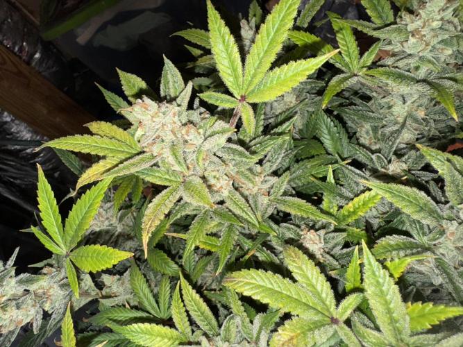 Orange Sherbet Auto!. Week 13