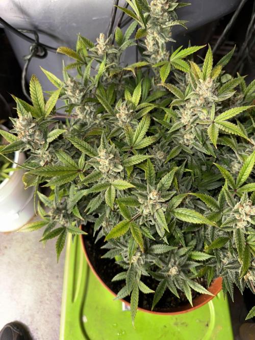 Orange Sherbet Auto!. Week 13