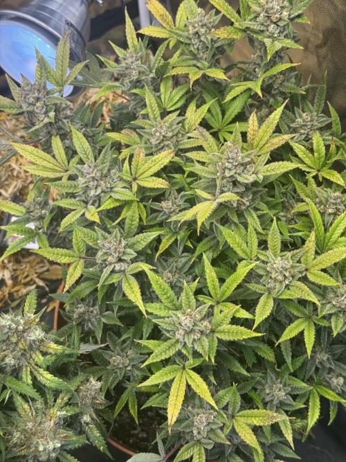 Orange Sherbet Auto!. Week 13