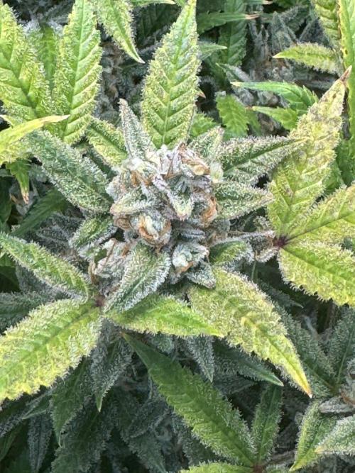 Orange Sherbet Auto!. Week 13