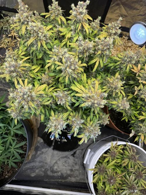 Orange Sherbet Auto!. Week 14