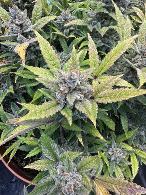 Orange Sherbet Auto!. Week 14