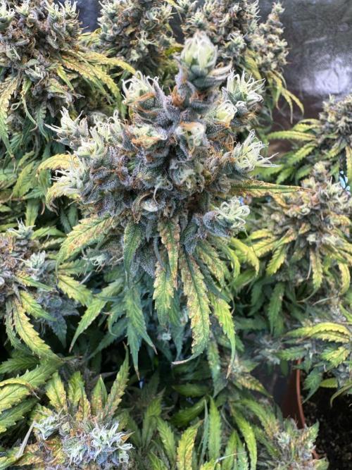 Orange Sherbet Auto!. Week 14