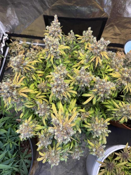 Orange Sherbet Auto!. Week 14