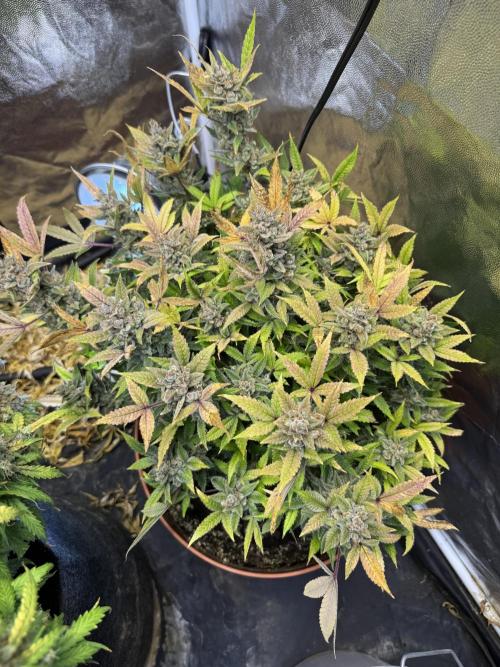 Orange Sherbet Auto!. Week 14