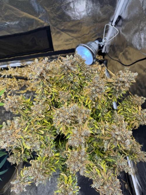 Orange Sherbet Auto!. Week 14