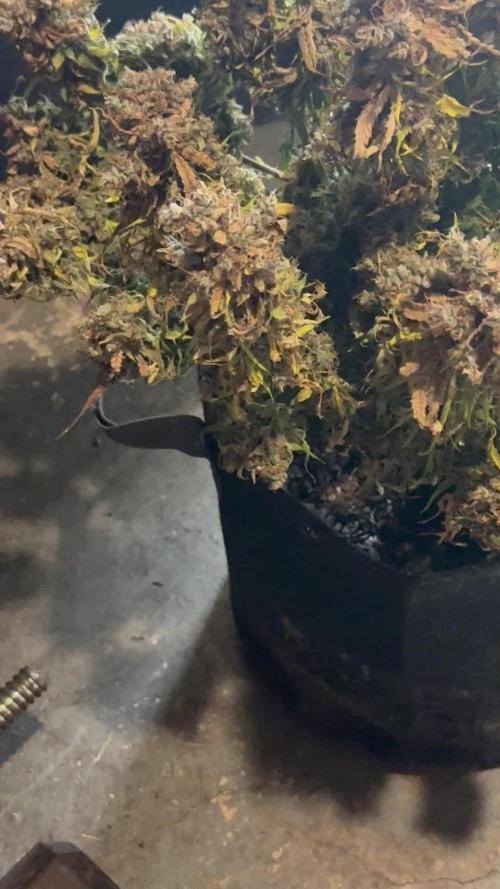 Orange Sherbet Auto!